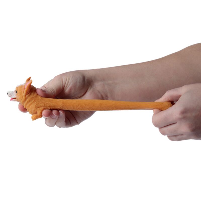 Stretchy Corgi dog