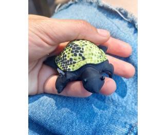 Sandtier Schildkröte mini